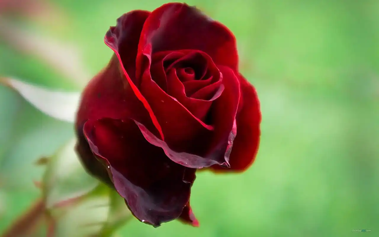 七夕情人节浪漫甜蜜唯美红玫瑰高清特写桌面壁纸(一)