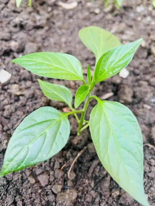 辣椒多大可以移栽_大全-幸福起航