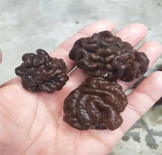 供应玛卡菌玛卡菇