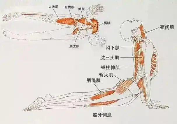 练习瑜伽蛇式大部分人都会犯这7种错误