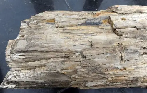 河北现亿年树化石 "年轮"清晰 布满"虫孔"