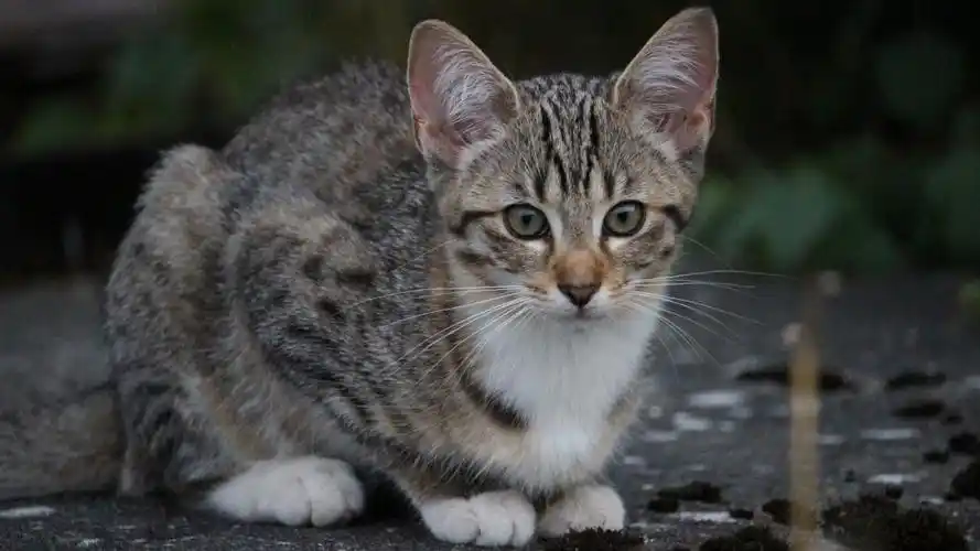 高清可爱的狸花猫图片410