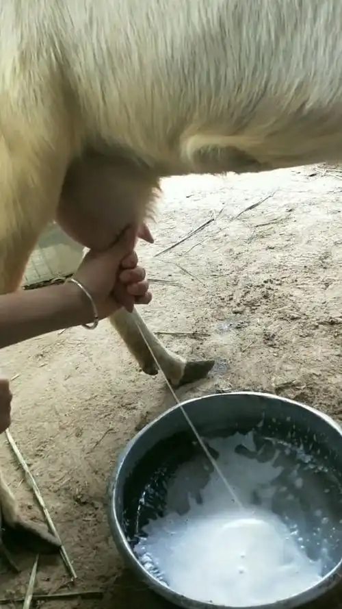 你们见过给奶羊挤奶吗,快进来看看,我们来给山羊挤奶