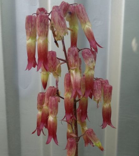 庭院阳台观花多肉类 大叶落地生根 开红色钟状花 花美易养植