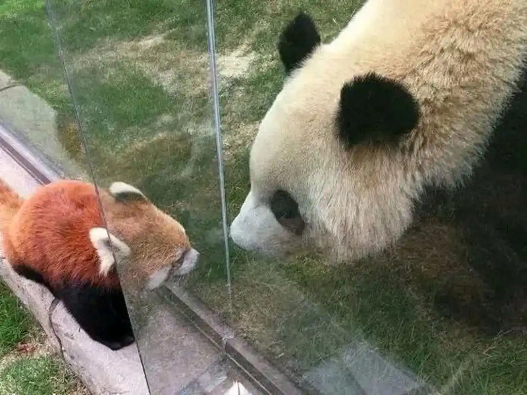 大熊猫和小熊猫的见面,这场面太萌了  小熊猫:你好呀?