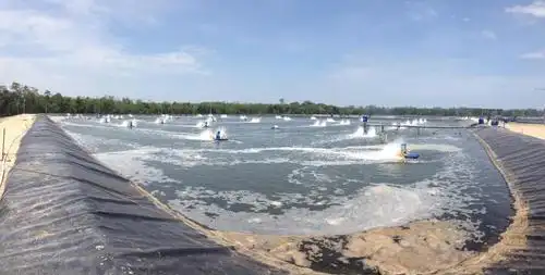 养殖曝气鼓风机在马来西亚养虾池的应用