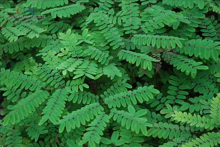 谁有这种植物(荚 ,又名皂角树)的高清壁纸