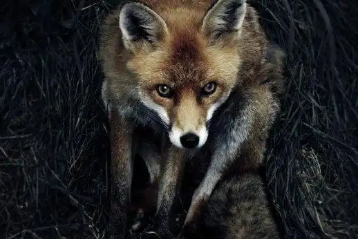 非常可爱的南加利福尼亚猫狐,到底是因为天灾还是人祸导致它灭亡的呢?