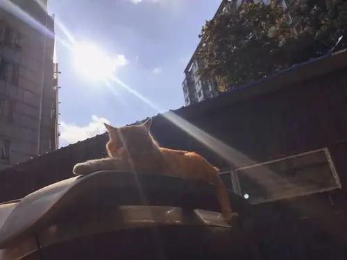 爱晒太阳的橘猫