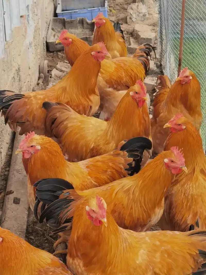 12个月的三黄鸡公,6斤左右,都是喂青菜,米糠长大的,一只2 - 抖音
