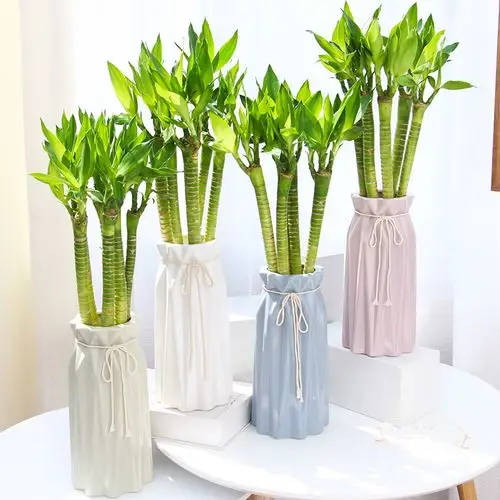 水养富贵竹几根最旺财(水养富贵竹养几支最旺运)