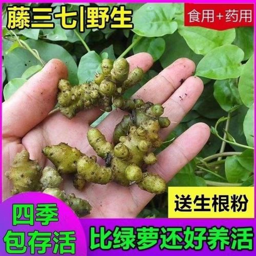 可食用盆栽野三七新鲜中草药植物田七药材食用四季种植diy小盆栽