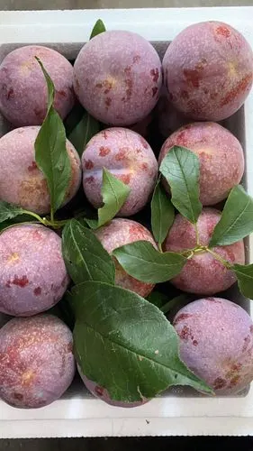 "银妃三华李"源自长寿之乡信宜钱排镇