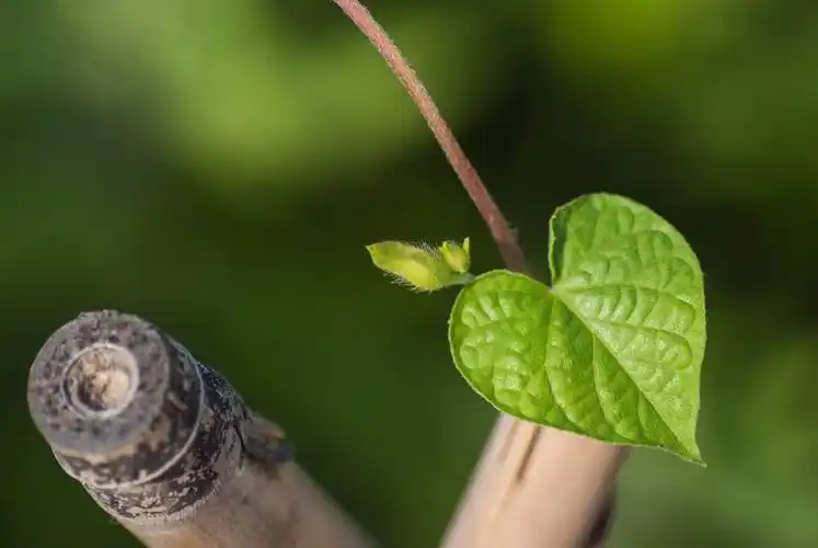 你知道牵牛花的叶子是什么形状吗