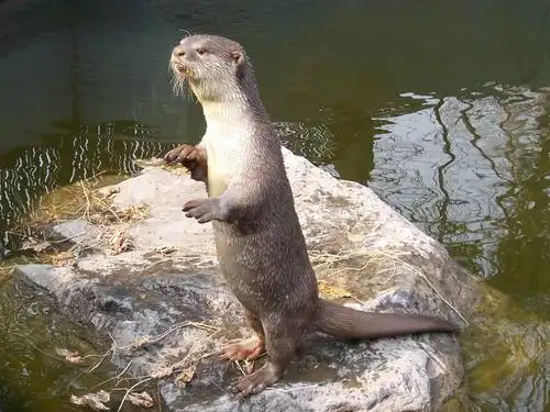 作品名称:可爱的水獭     作者名称:melonzhao  人气:917  投票:123