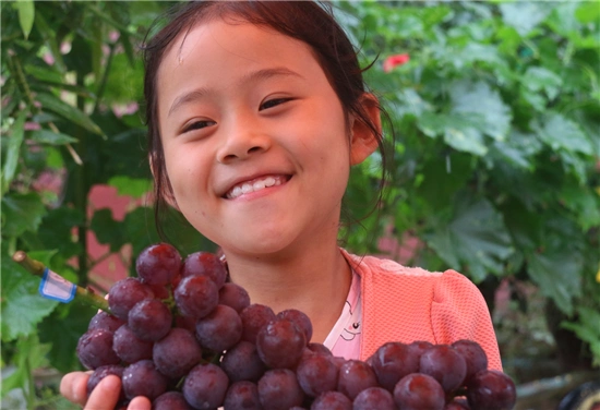 开封市尉氏县开展葡萄评比大赛 助力产业振兴-国际在线