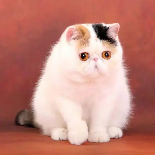 穿著睡衣的波斯猫,异国短毛猫软萌来袭~-希诺谷