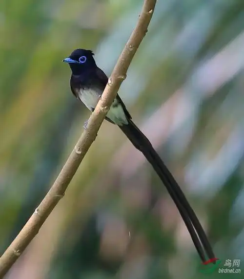 长尾巴了难得一见紫绶带