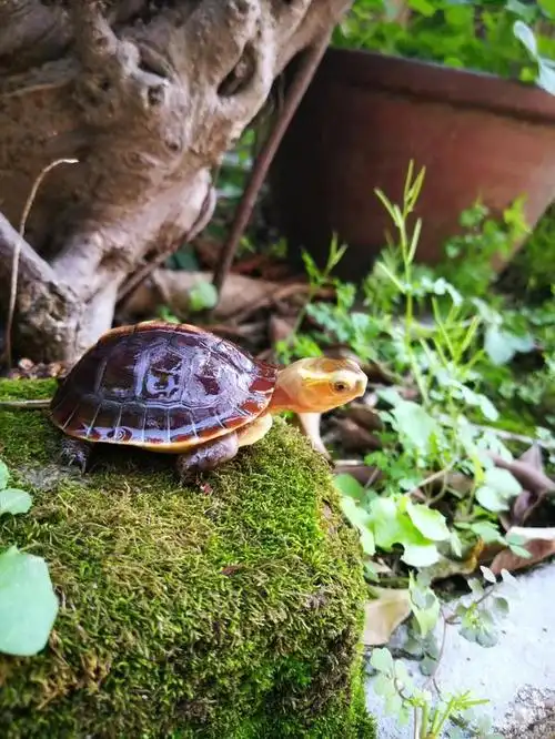 黄缘闭壳龟寿命?黄缘闭壳龟好养活吗?