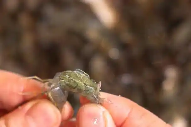 老少皆宜的高蛋白美食——籽虾