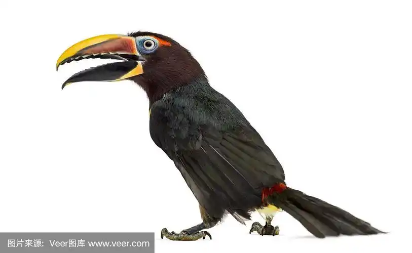 绿色的蜘蛛张开他的嘴孤立的白色