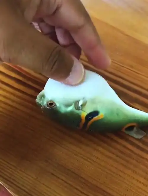 河豚气鼓鼓,也会咕咕咕所以河豚 也是鸽子