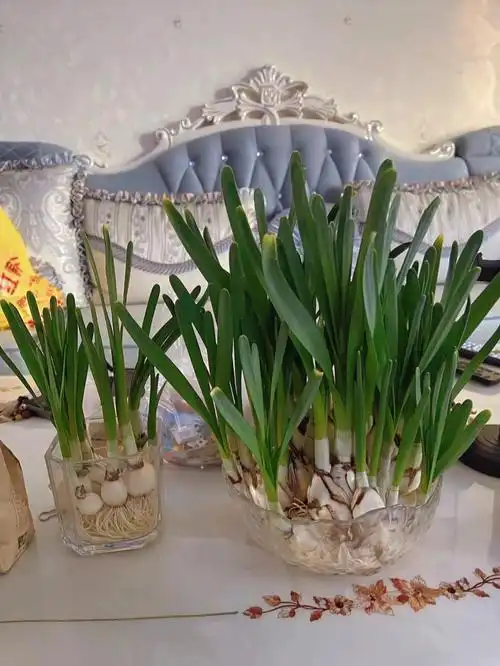 跟韭菜一样的水仙