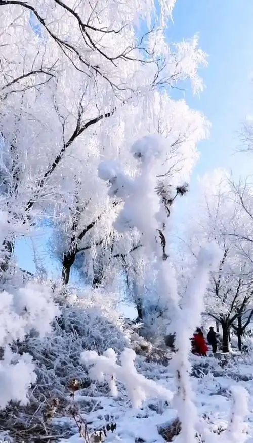 北方的雪景~~欢快的鸟儿(续)
