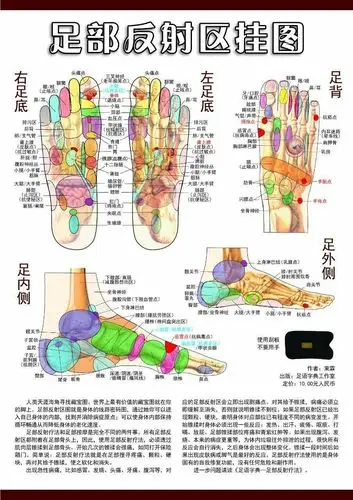 足部全息挂图