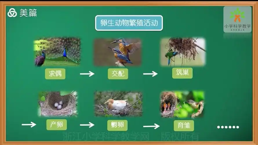 像蚕和鸡这样,靠产卵繁殖后代的叫卵生.