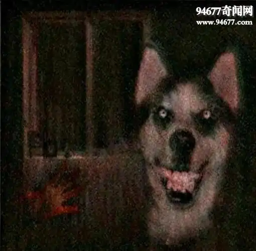 微笑狗smiledog原图作死才会去搜索smilejpg