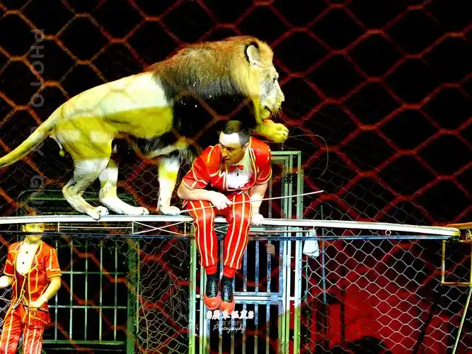 狮子近在咫尺,有胆就来长隆大马戏撩撩