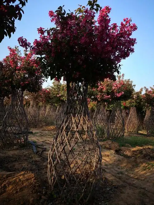 海棠造型花季18265169877