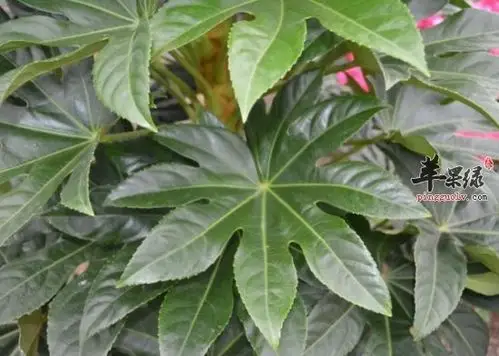 八角叶存在禁忌 这些情况要小心