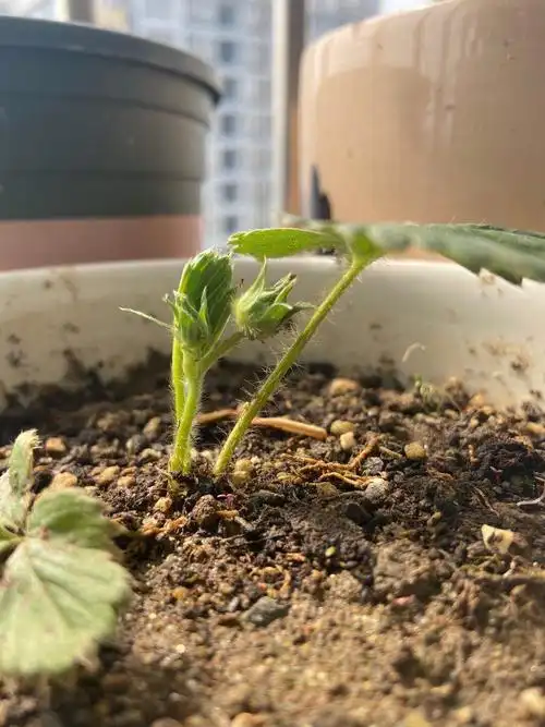 买回来后两天了,我压根就忘了它,第三天一早,我突然想起还有草莓苗