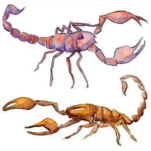 绘制的蝎子图片