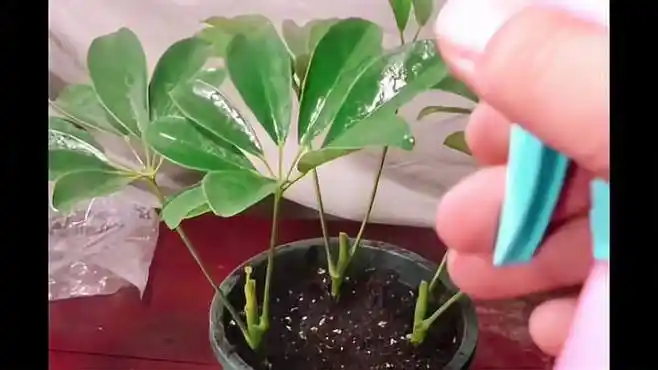 扦插鸭脚木非常简单,这样扦插成活率非常高,生根特别快-生活视频-搜狐