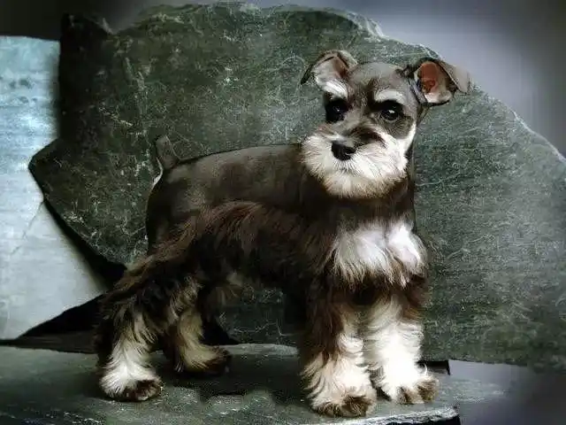 最贵的狗排名价格表(盘点世界上30种名贵的狗) - 价格百科