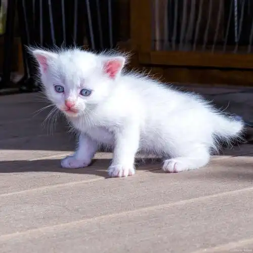 小白猫,是全身雪白,没有杂毛的猫咪,拥有多种品种.