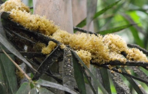 在农村生活20年,竟不知的竹子"发霉"也能吃,以前看见就生气!
