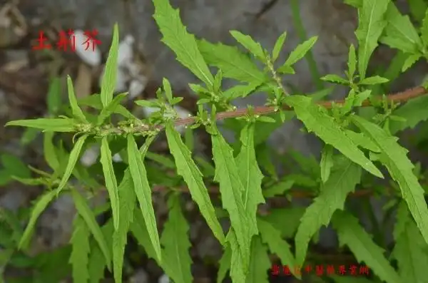 雪莲花中医药专业网