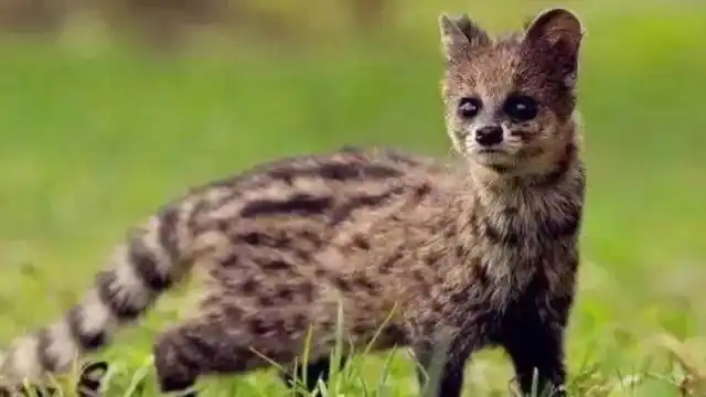 国家保护动物:大灵猫