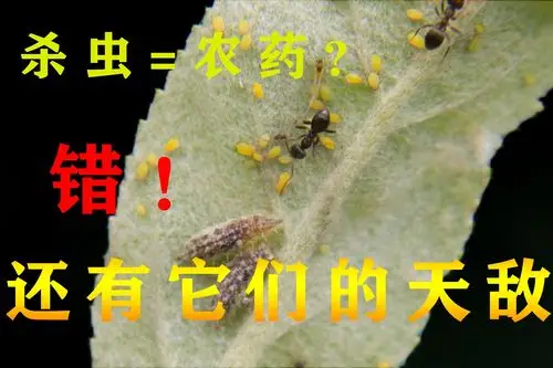 虫害防治靠农药?不一定,了解一下苹果黄蚜,它们的天敌可利用