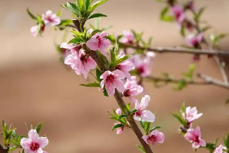 桃花盛开伴春风