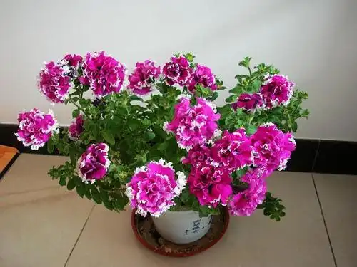 重瓣矮牵牛花种子 花卉种子阳台盆栽 四季易种秋播 二