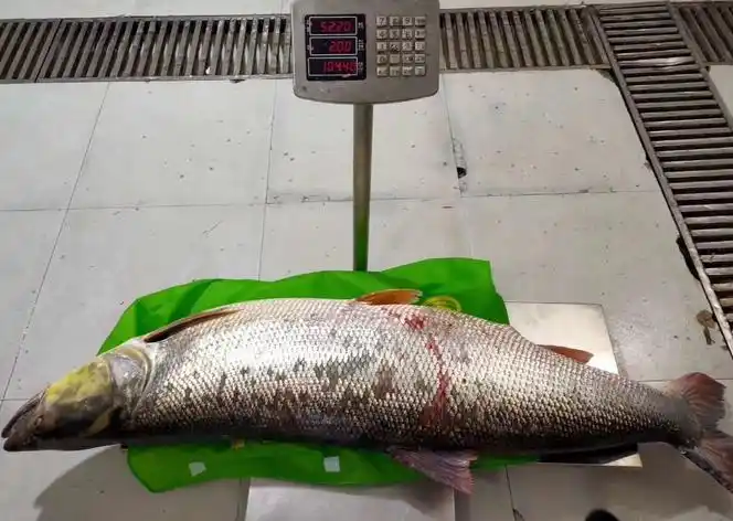 十堰丹江渔民捕获百斤重鳡鱼