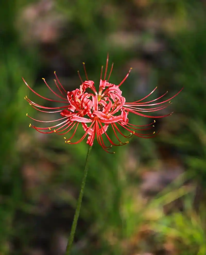 曼珠沙华,见花不见叶,花叶永不相见##摄影 #彼岸花 - 抖音