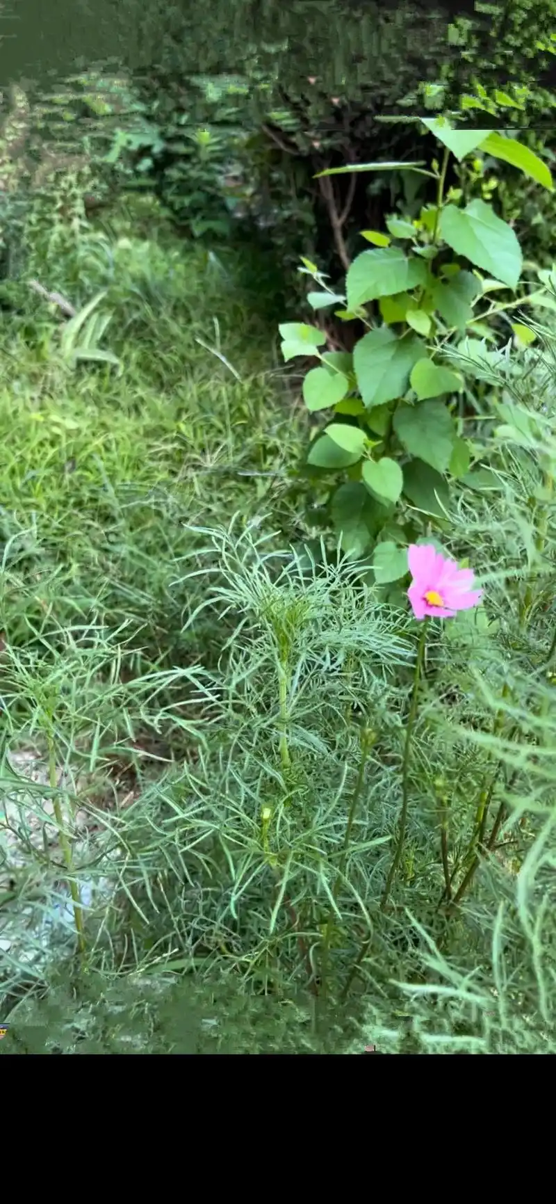 格桑花今天开始开花了03春季撒花籽是3 -4月份,秋季是9一 - 抖音