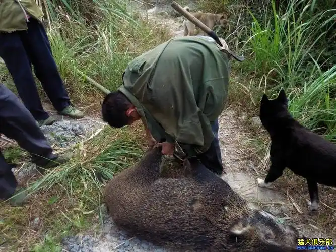 出售几只实战广西土猎,价钱合适可以实战试狗