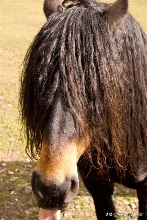 对一切长毛的动物都怀有一种恐惧,这是病吗?_恐惧症